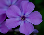 Floksis skarainais 'Blue Evening'