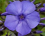 Floksis skarainais 'Blue Paradise'
