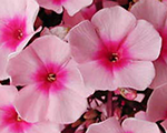 Floksis skarainais 'Bright Eyes'