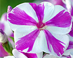 Floksis skarainais 'Candy Twist'
