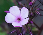 Floksis skarainais 'Chocolate'