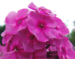 Floksis skarainais 'Classic Cassis'