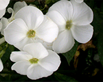 Floksis skarainais 'Danielle'