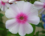 Floksis skarainais 'Europa'