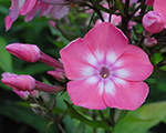 Floksis skarainais 'Eva Foerster'
