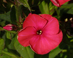 Aed-leeklill 'Grenadine Dream'