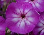 Floksis skarainais 'Katja'