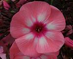 Floksis skarainais 'Larissa'