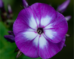 Floksis skarainais 'Laura'