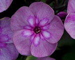 Floksis skarainais 'Magic Blue'