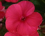 Floksis skarainais 'Mary'