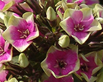 Floksis skarainais 'Neon Aureole'