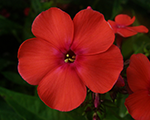 Floksis skarainais 'Orange Perfection'
