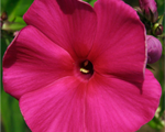 Floksis skarainais 'Peacock Cherry Red'