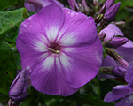 Floksis skarainais 'Peacock Purple Bicolour'