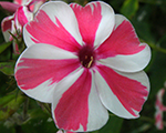 Floksis skarainais 'Peppermint Twist'
