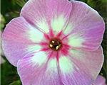 Floksis skarainais 'Pink Lady'