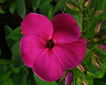 Floksis skarainais 'Raving Beauty'