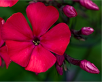 Floksis skarainais 'Starfire'