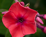 Floksis skarainais 'Tequila Sunrise'