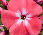 Floksis skarainais 'Watermelon Punch'