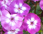 Floksis skarainais 'Uspech'