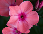 Floksis skarainais 'Windsor'