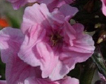 Floksis skarainais 'Zenobia'
