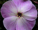 Floksis skarainais 'Blue Dove'