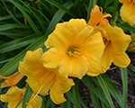 Dienziede 'Stella d'Oro'