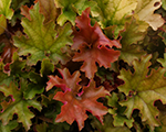 Heihēra 'Marmalade'