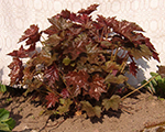 Heihēra 'Palace Purple '