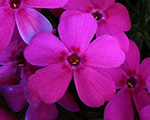 Floksis Duglasa 'Crackerjack'