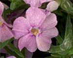 Floksis Duglasa 'Pink Admiral'