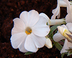 Floksis Duglasa 'White Admiral'