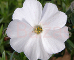 Floksis Duglasa 'White Infant'