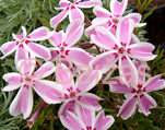 Floksis aslapu 'Candy Stripes'