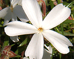 Floksis aslapu 'Maischnee'