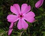 Floksis aslapu 'Mc Daniels Cushion'