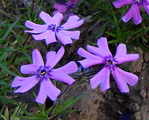 Floksis aslapu 'Purple Beauty'