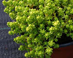 Laimiņš kodīgais 'Aureum'