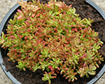Laimiņš baltais 'Coral Carpet'
