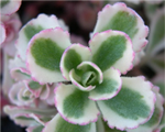 Laimiņš maldu 'Tricolor'