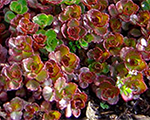Laimiņš maldu šarlaksarkanais 'Deep Rose'