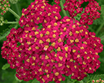 Pelašķis 'Paprika'