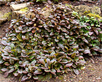 Cekuliņš ložņu 'Atropurpurea'