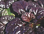 Cekuliņš ložņu 'Black Scallop'