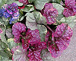 Cekuliņš ložņu 'Sugar Plum'