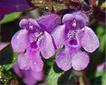 Alpine calamint