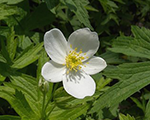 American meadow anemone
